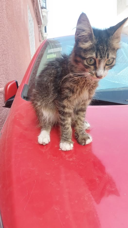 بربي — Adoption d'animaux en Tunisie Bizerte