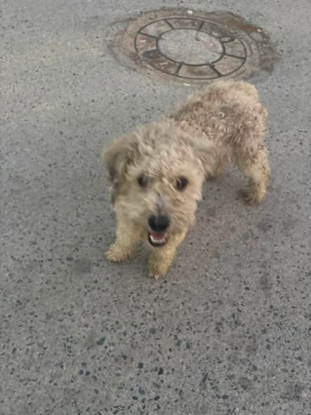 Chien à adopter