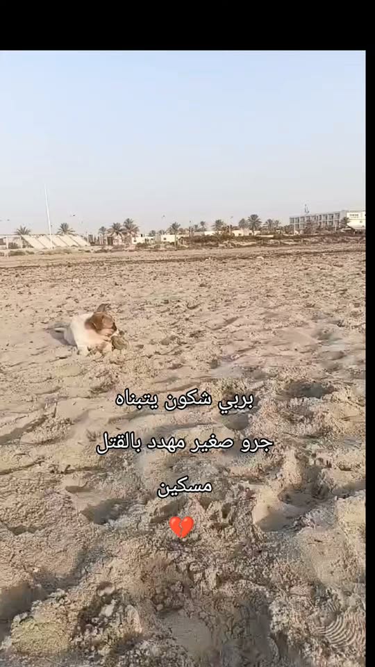 Chien à adopter