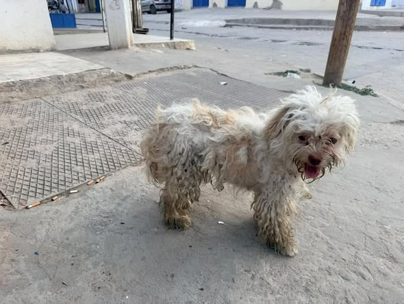 Chien à adopter