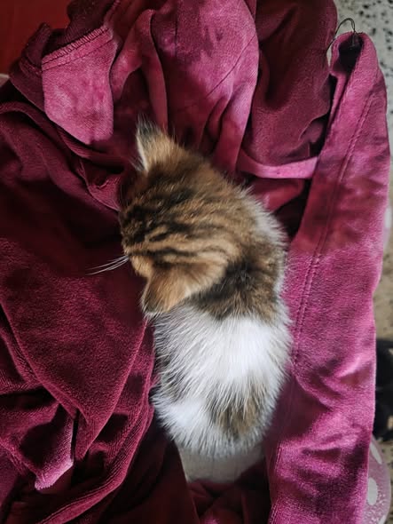 Chat à adopter