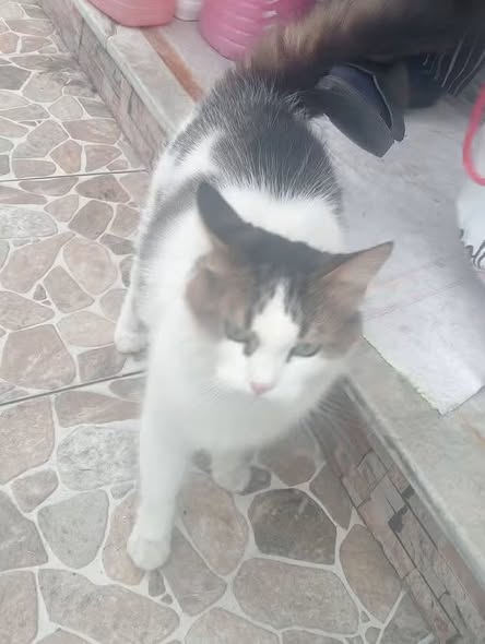Qatousa — Pet adoption in Tunisia Sousse