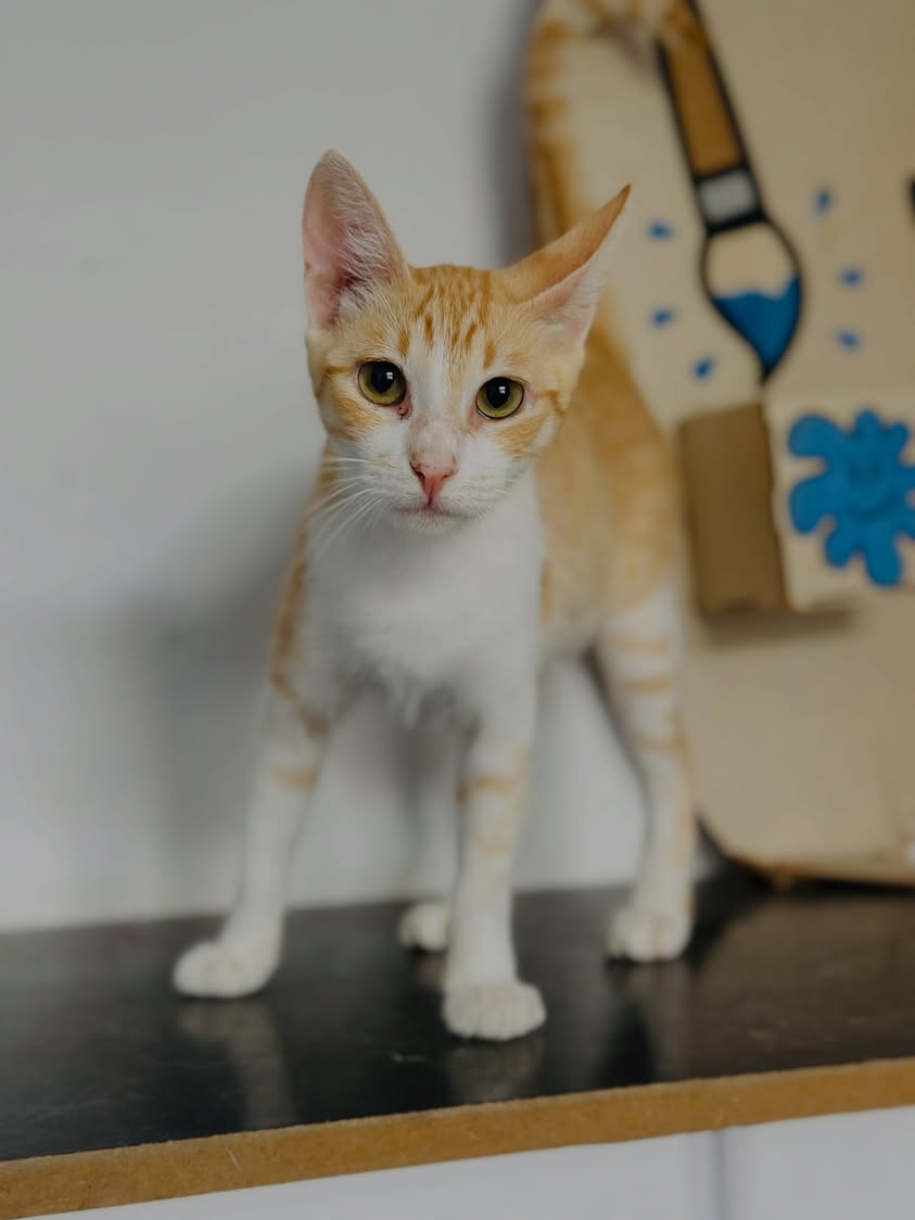 Chat à adopter