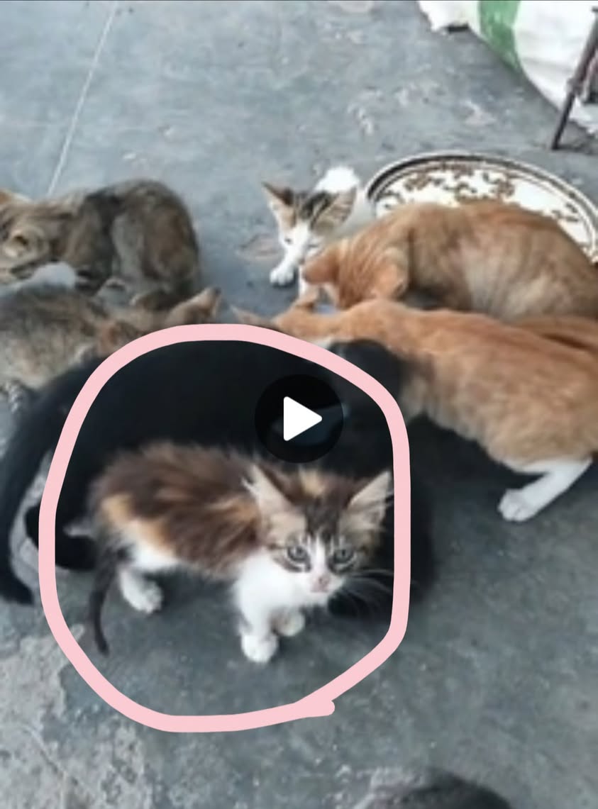 Chat à adopter