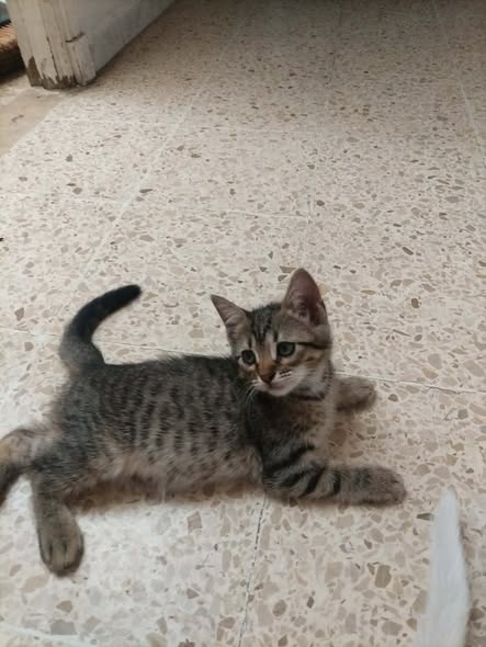Chat à adopter