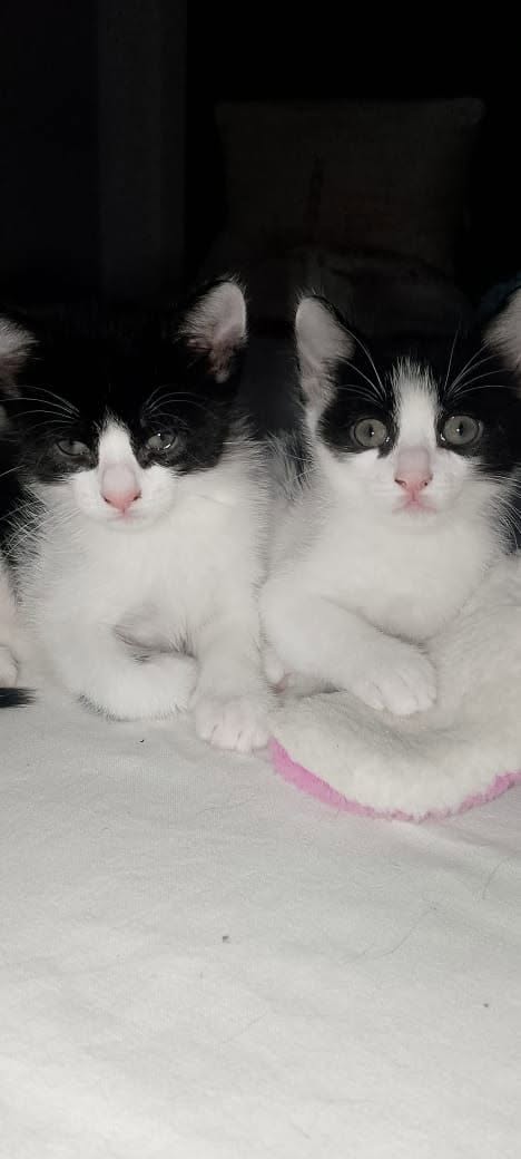 Chat à adopter