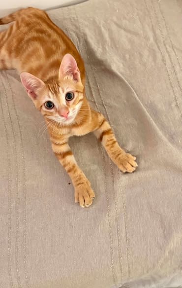 Chat à adopter