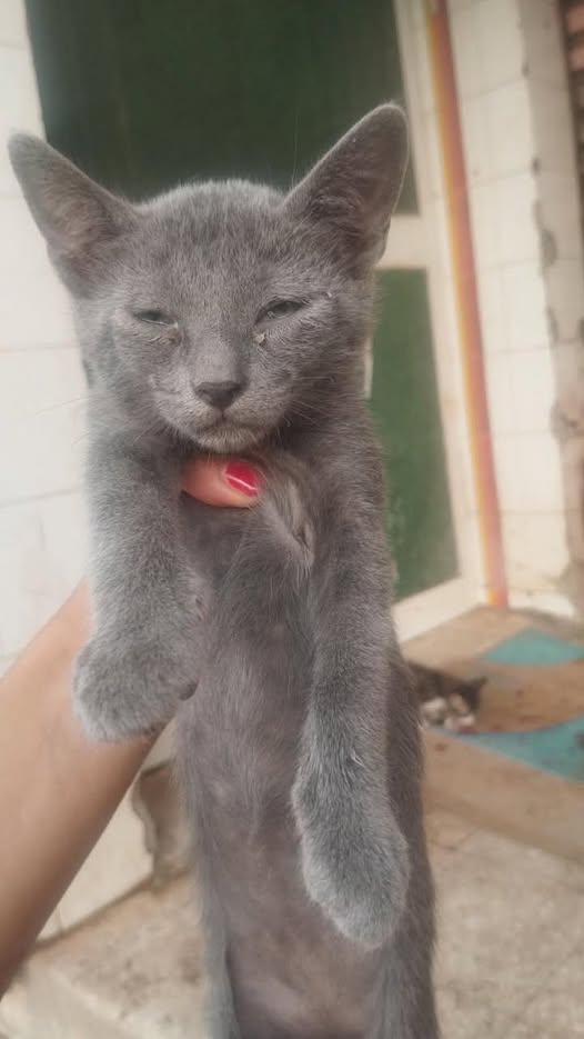 Chat à adopter