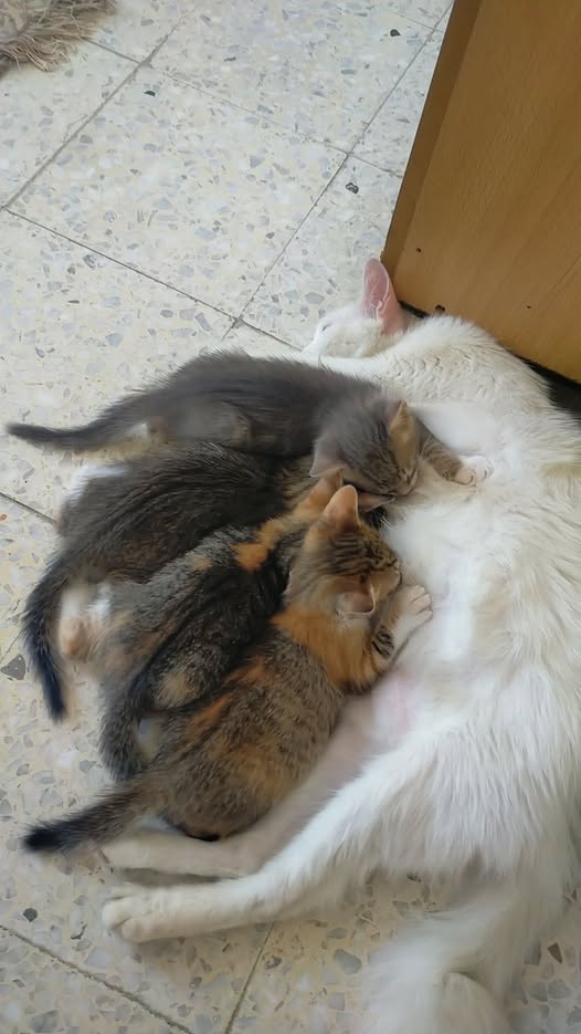 Chat à adopter