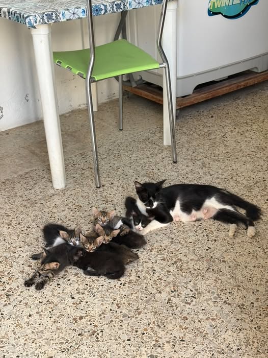 Chat à adopter