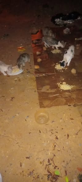 Chat à adopter — Adoption d'animaux en Tunisie Sousse