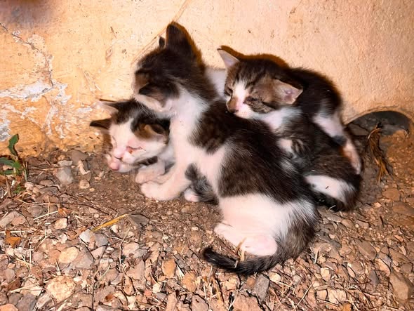 Chat à adopter