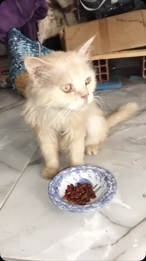 Chat à adopter