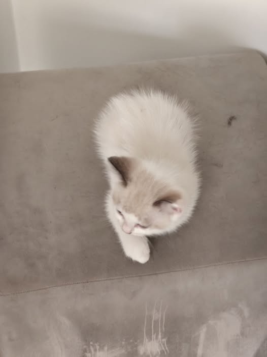 Chat à adopter
