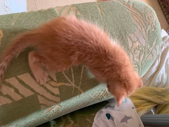 Animal à adopter