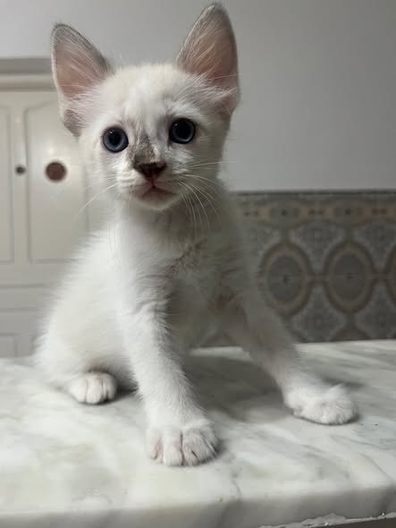 Chat à adopter