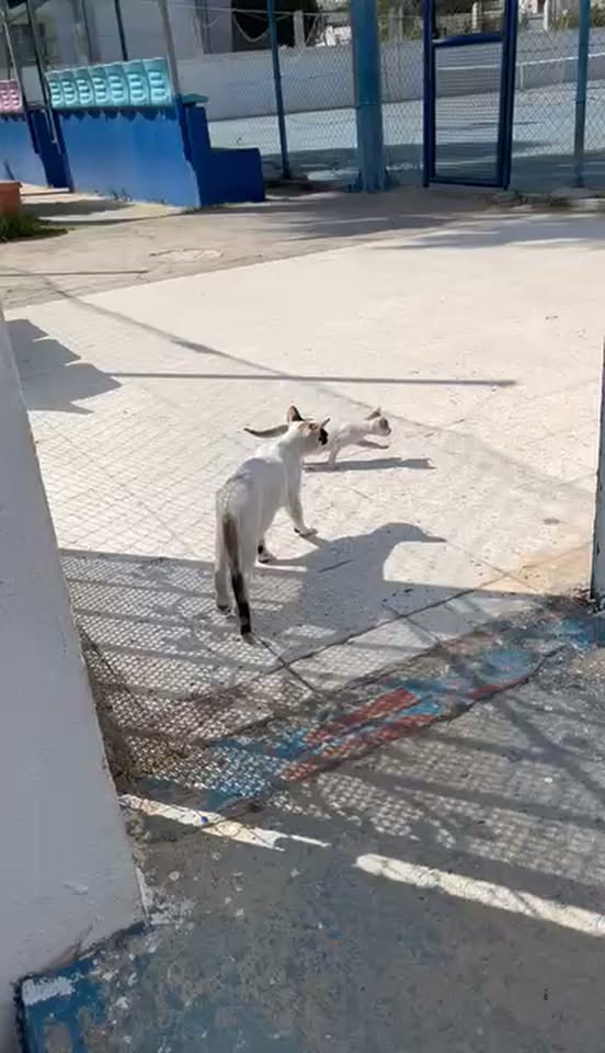 Chat à adopter