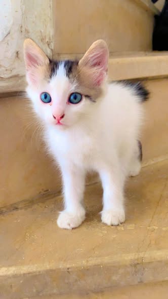 Chat à adopter