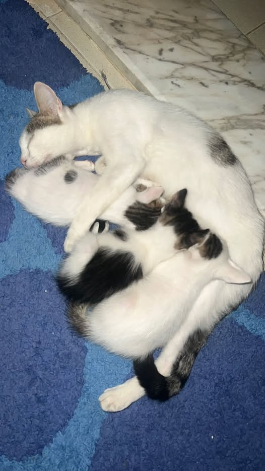 Chat à adopter