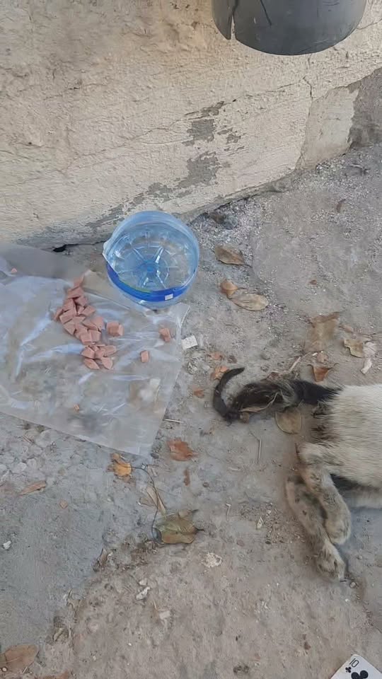 Chien à adopter