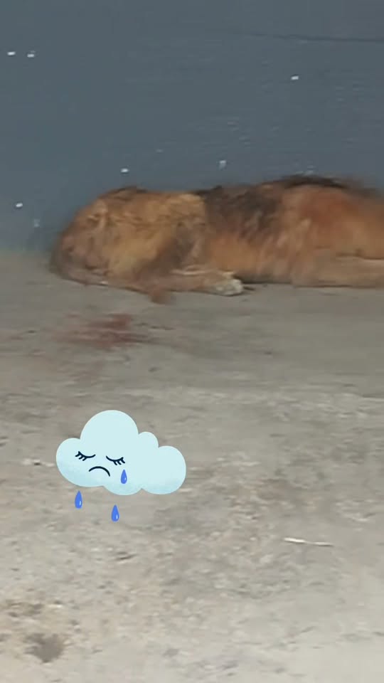 Chien à adopter