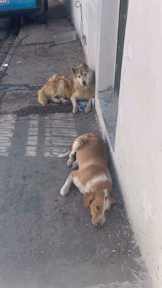 Chien à adopter