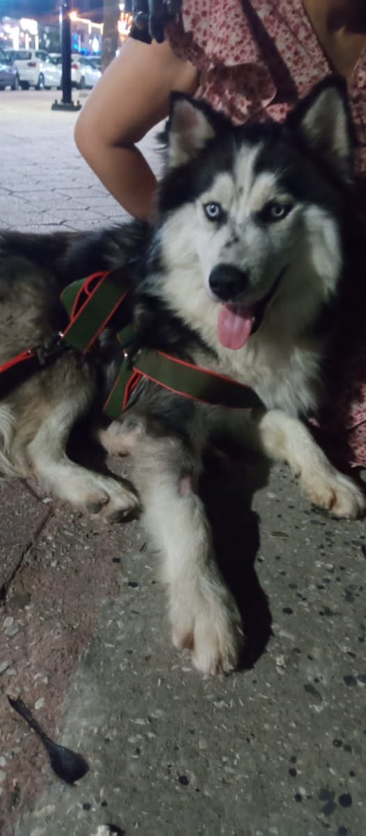 Chien à adopter