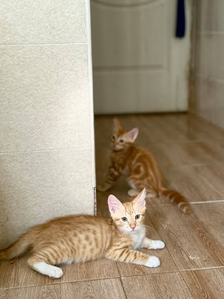 Chat à adopter