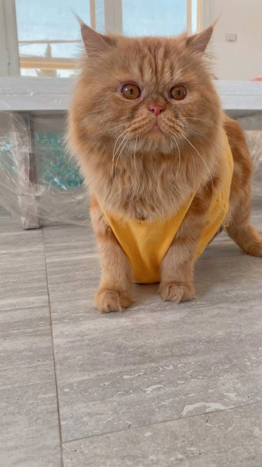 Chat à adopter — Adoption d'animaux en Tunisie Ben Arous