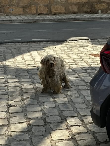 Chien à adopter
