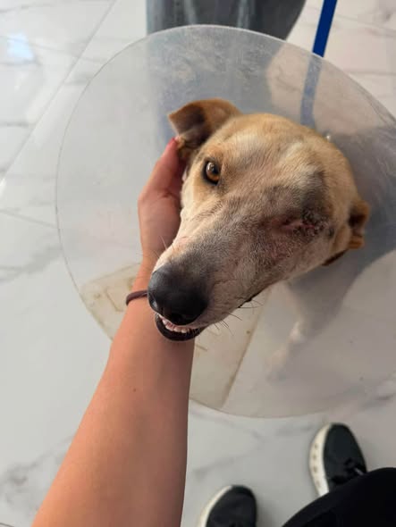Chien à adopter