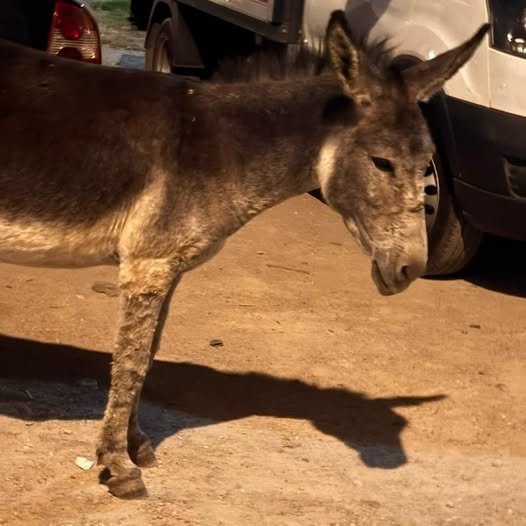 Animal à adopter