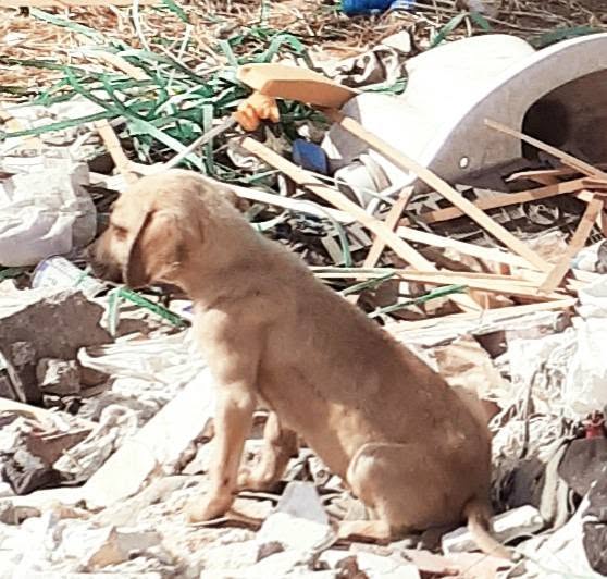Chien à adopter