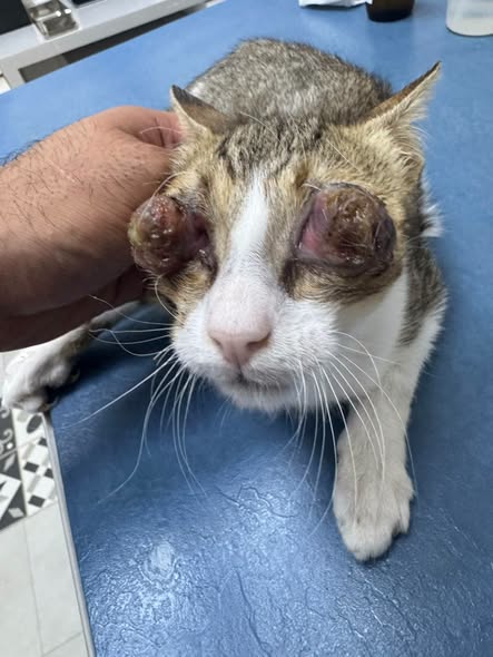 Chat à adopter — Adoption d'animaux en Tunisie Ben Arous