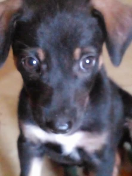 Chien à adopter