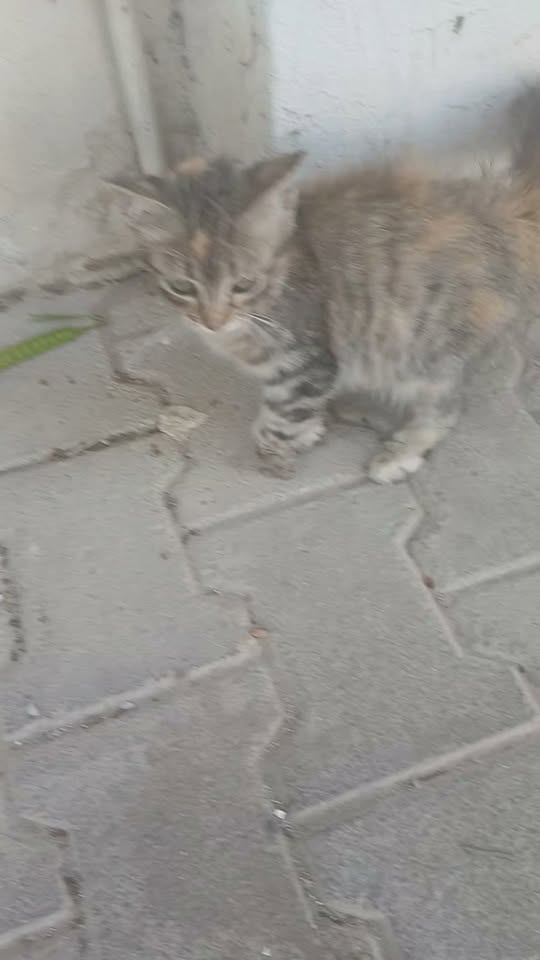 قطوسة