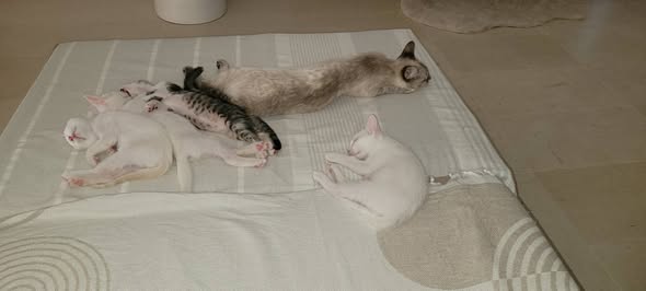Little kittens