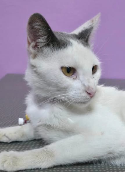 Chat à adopter