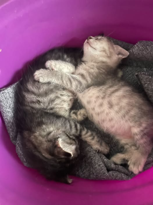 Chat à adopter