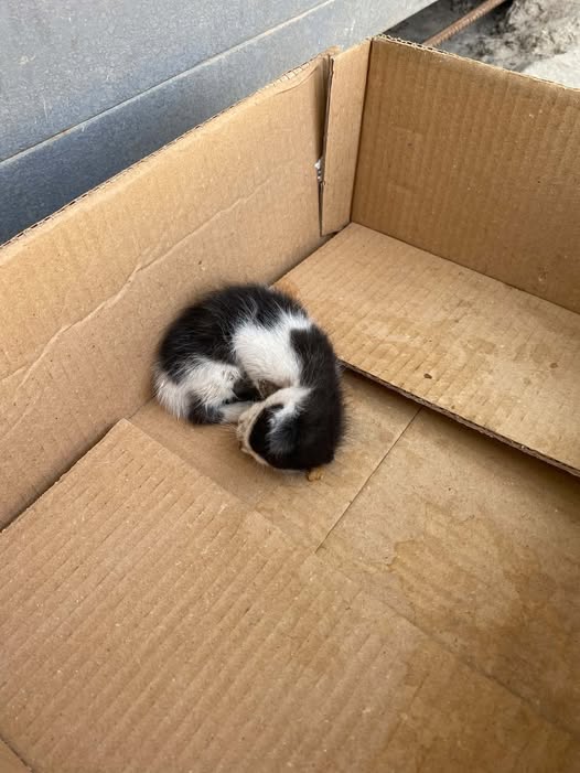 Chat à adopter