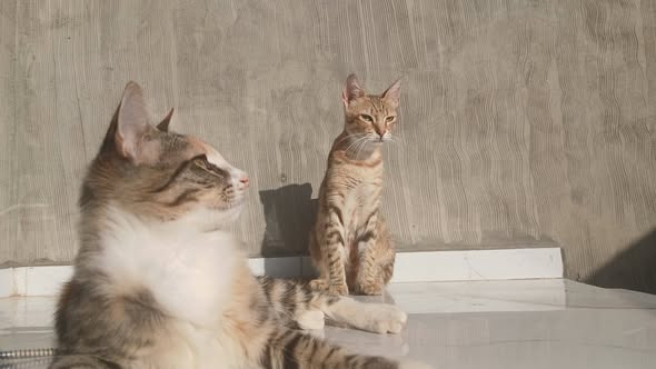Chat à adopter — Adoption d'animaux en Tunisie Bizerte