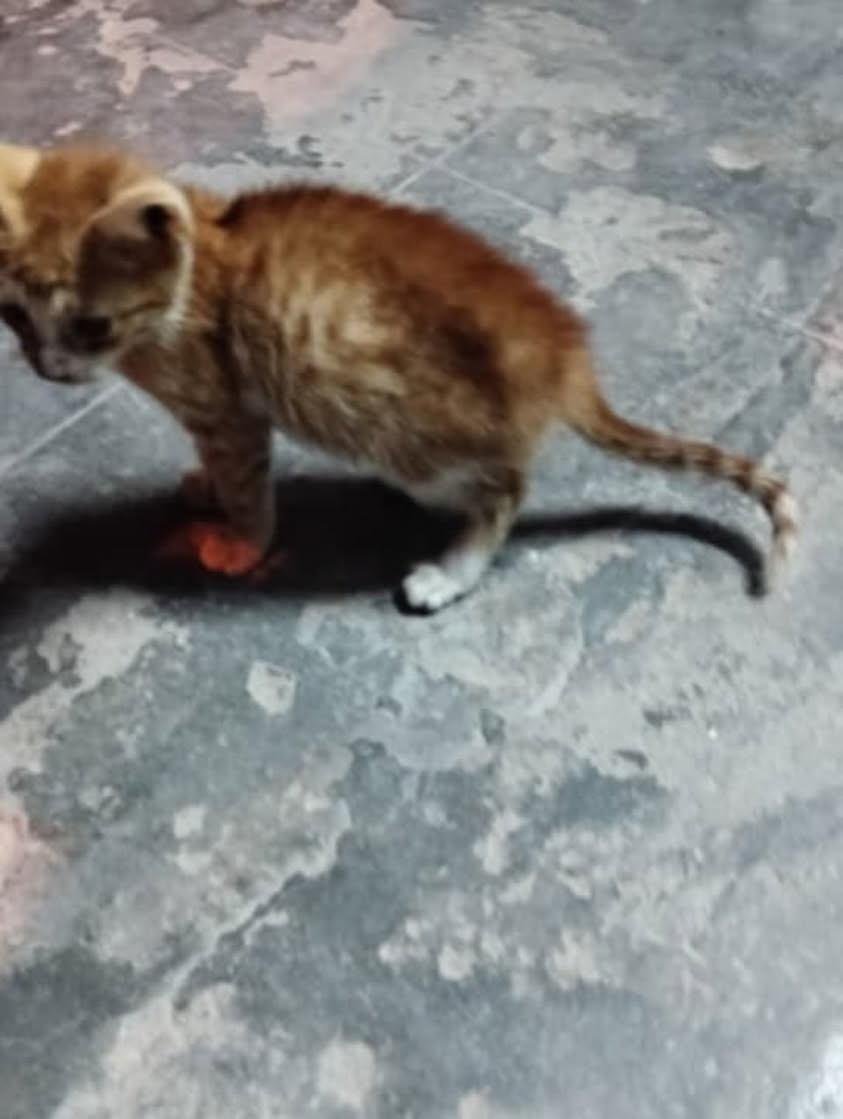 Chat à adopter
