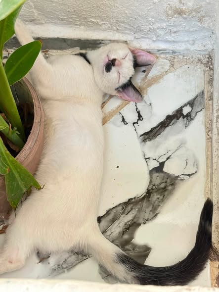 Chat à adopter — Adoption d'animaux en Tunisie Ben Arous