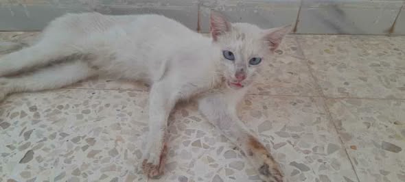 Chat à adopter — Adoption d'animaux en Tunisie Sfax