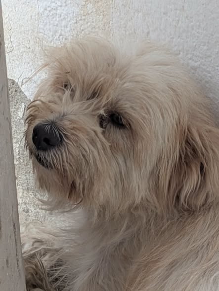 Chien à adopter — تبني الحيوانات في تونس تونس