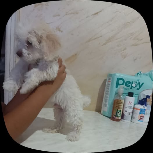 Chien à adopter
