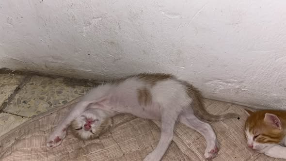 قطوس