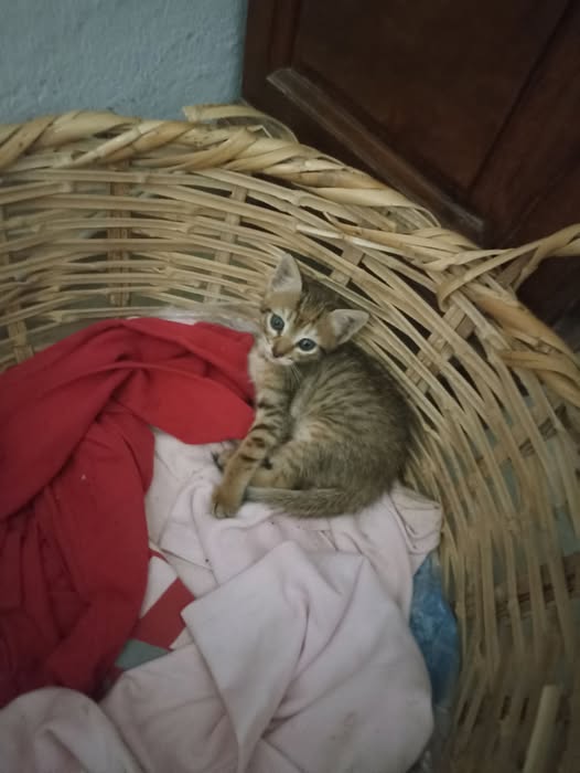 Chat à adopter