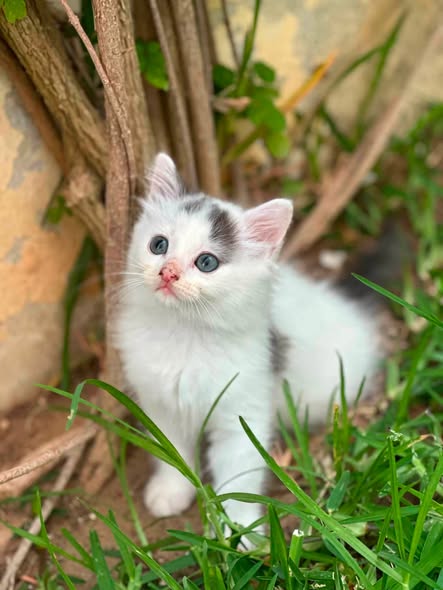 Chat à adopter