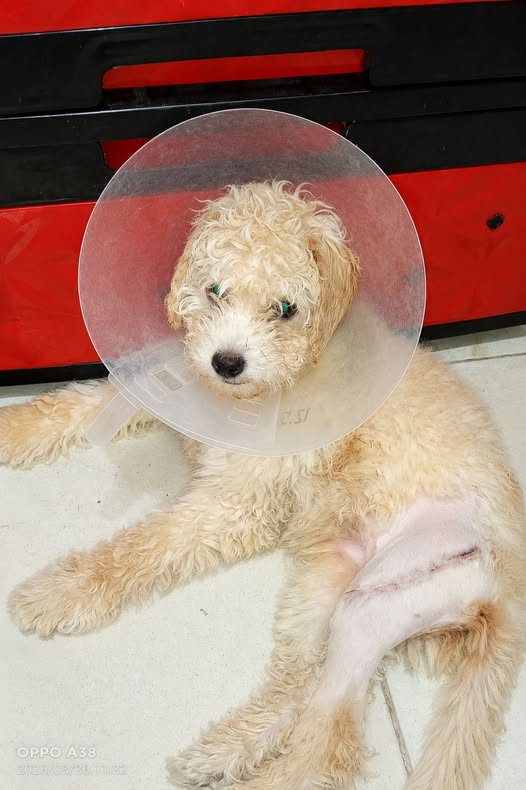 Chien à adopter
